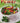Sprout Power (pocket book)