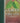 Leaves From the Tree of Life
